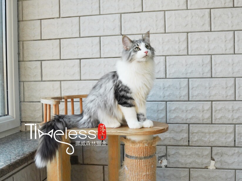 Timeless落尘挪威森林猫舍