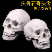 Mens and womens heads sketches skulls plaster Art Teaching Aids still life skulls figure ornaments big