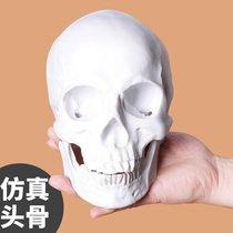 1:1 Washable resin plaster skull art student studio teacher teaching aids model jaw separable art test still life sketch sketching mold skull muscle geometry head portrait