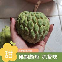 Guangdong custard apple Ringo custard apple Chaoshan seasonal fresh fruit specialty freshly picked sweet Buddha head fruit