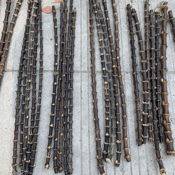 Purple-Black Bamboo Whip, Solid Purple Bamboo Root Pipe, DIY Supplies, Bamboo Joint Pipe Handle Raw Material, Purple Bamboo Whip Bracelet, Bamboo Weaving