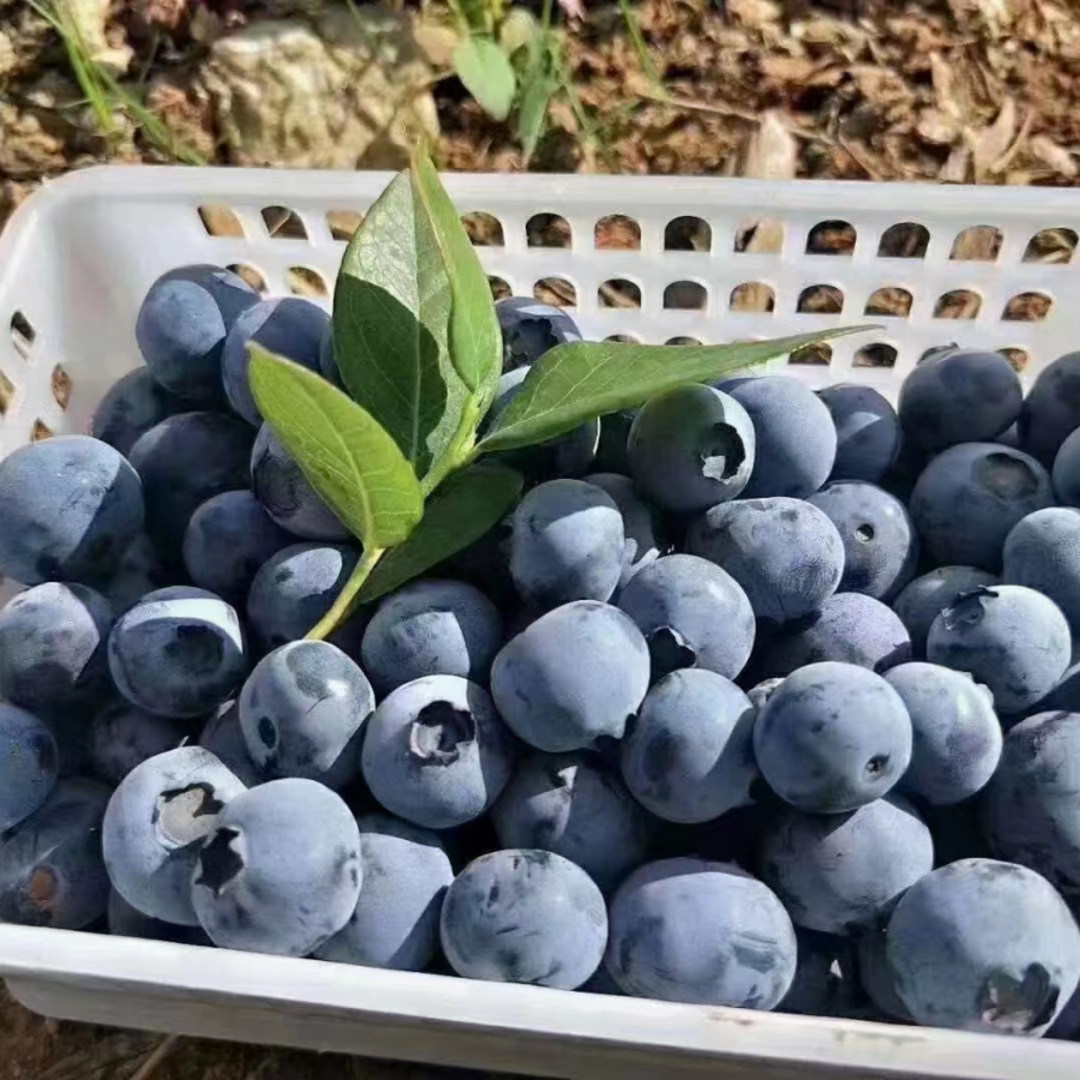 青岛宝山蓝莓孕妇可以放心吃吗？国家地理标志当季鲜果如何选购？