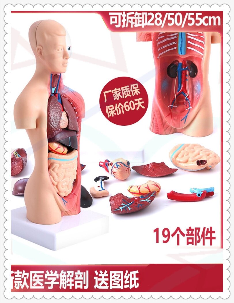 Medical Visceral Human Organ Structure Torso Anatomical Model Heart Construction Child Removable Teaching Toy