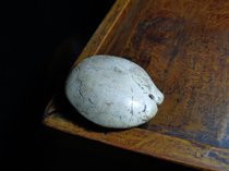 Antique Collection Tibetan Tibetan Area Old Objects Pharaoh Accessories Tochias Old Sea snail