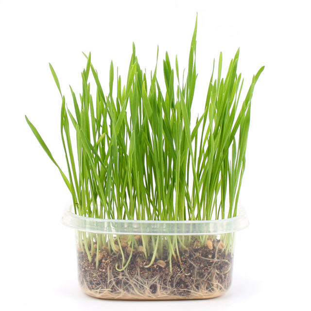 cat grass hydroponic cat grass seed cat mint cat snacks for cats , cat grass set to remove hair balls and ທາດບໍາລຸງດິນ