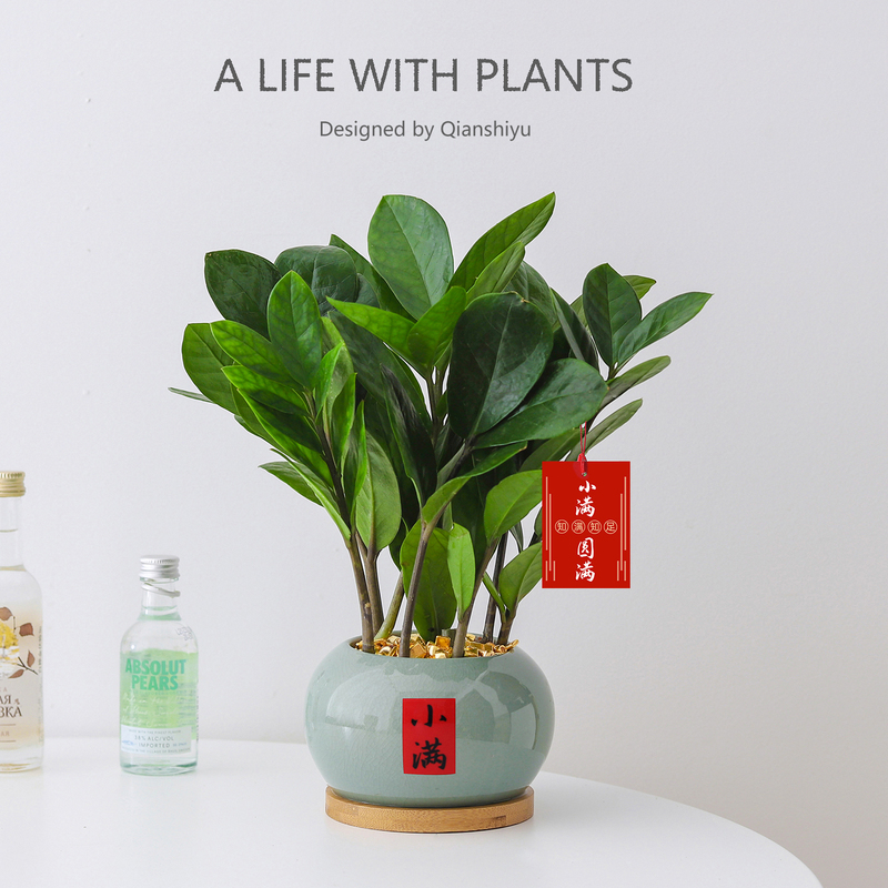 Money Tree Small Potted Plant Indoor Living Room Chinese Zen Style Fortune Tree Green Plant Office Desktop Bonsai Non-Simulated