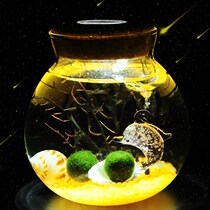 Small bonsai water home fashion window sill three-dimensional teacher Art small plant spherical ecological ball seaweed ball