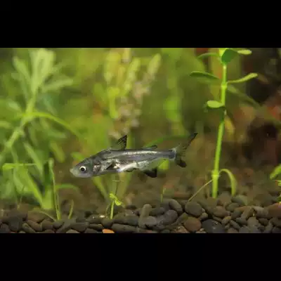 成吉思汗鯊魚虎頭鯊熱帶魚觀賞魚鯊魚大汗鯊大型淡水魚活體