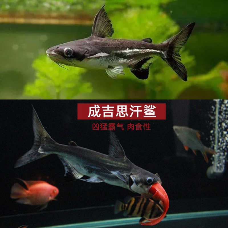 成吉思汗鯊魚虎頭鯊熱帶魚觀賞魚鯊魚大汗鯊大型淡水魚活體 成吉思汗鯊魚虎頭鯊熱帶魚觀賞魚鯊魚大汗鯊大型淡水魚活體