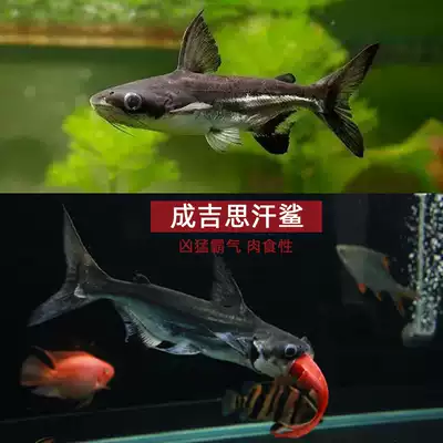 成吉思汗鯊魚虎頭鯊熱帶魚觀賞魚鯊魚大汗鯊大型淡水魚活體