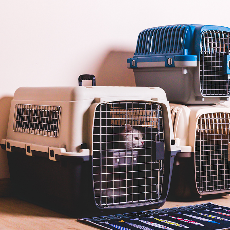 iata Air China pet aviation box cat consignment large number special metal window dog aviation box large and medium sized dog car