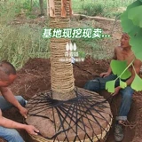 [Список горячих продаж] Дерево Ginkgo Gonde Leaf теперь копает уровень саженцев