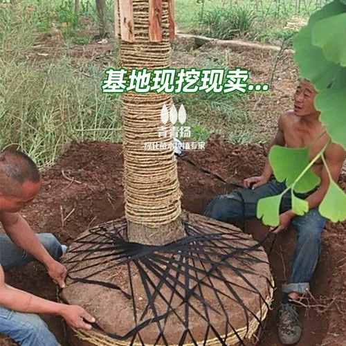 [Список горячих продаж] Дерево Ginkgo Gonde Leaf теперь копает уровень саженцев