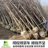 [Список горячих продаж] Дерево Ginkgo Gonde Leaf теперь копает уровень саженцев