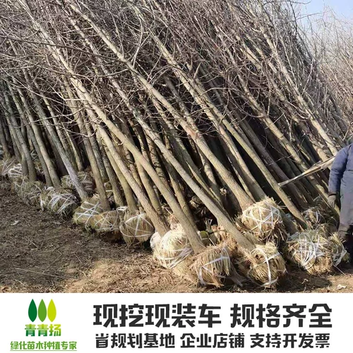 [Список горячих продаж] Дерево Ginkgo Gonde Leaf теперь копает уровень саженцев