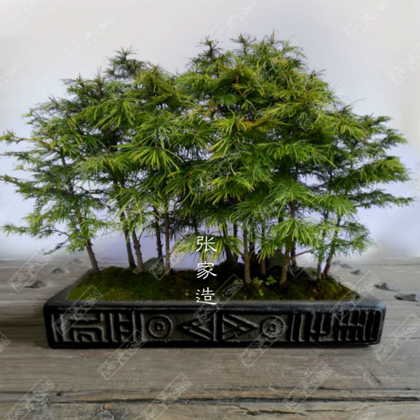 Zhangjia made retro Han brick relief flower pot moss succulent micro landscape bonsai living room decoration classical utensils