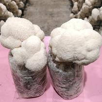 Monkey Head Mushrooms Mushroom Growing Fungus Bag Balcony Species Mushroom Strain Fungus Mushroom Species Family Indoor Cultivation Edible Mushrooms