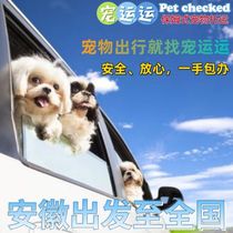 Anhui Hefei Pet Transport Pet Consignment Dog and Cat Travel Activity Transport Air Box Entity