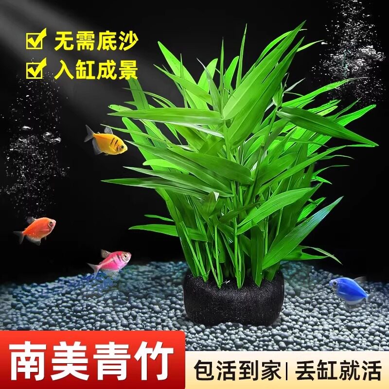 青竹水草植物真草鱼缸：懒人养鱼也能享受绿意盎然的水下仙境！-水草