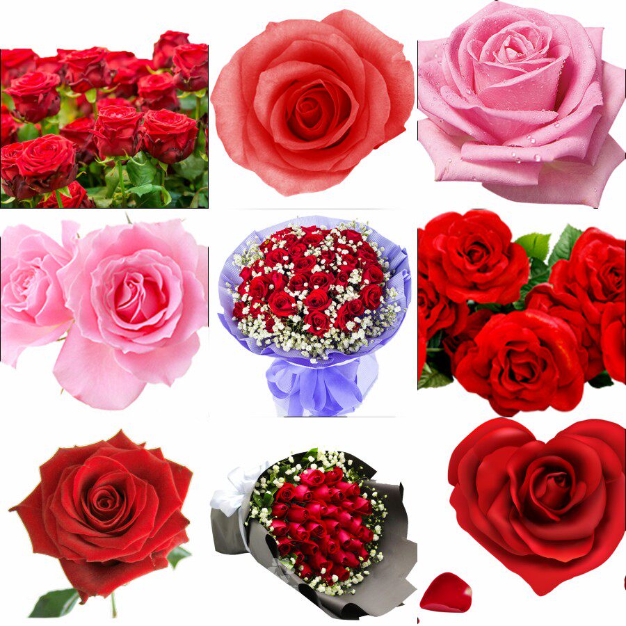 唯美风免扣玫瑰花鲜花植物花卉花束花朵玫瑰png透明背景设计素材 Lazada