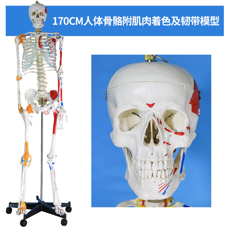 教学170CM全身人体骨骼模型附肌肉韧带骨盆瑜伽关节可拆结构骨架