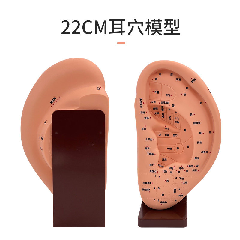 22CM耳针灸模型 耳朵穴位模型 耳部经络模型 耳朵按摩反射区模型
