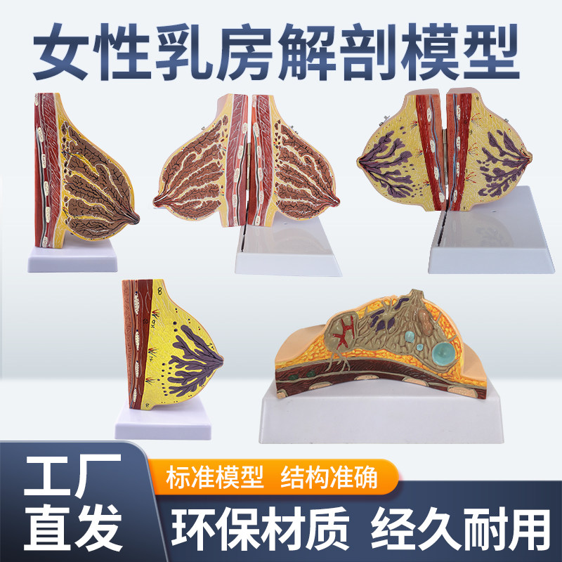 女性哺乳期乳房模型 乳房解剖 乳房模型 母婴护理 月嫂培训模型