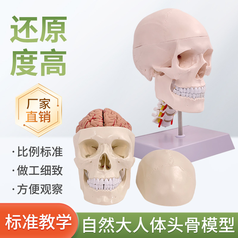 成人1：1医学仿真人体头骨模型头颅骨解剖 白色头骨带颈椎脑解剖