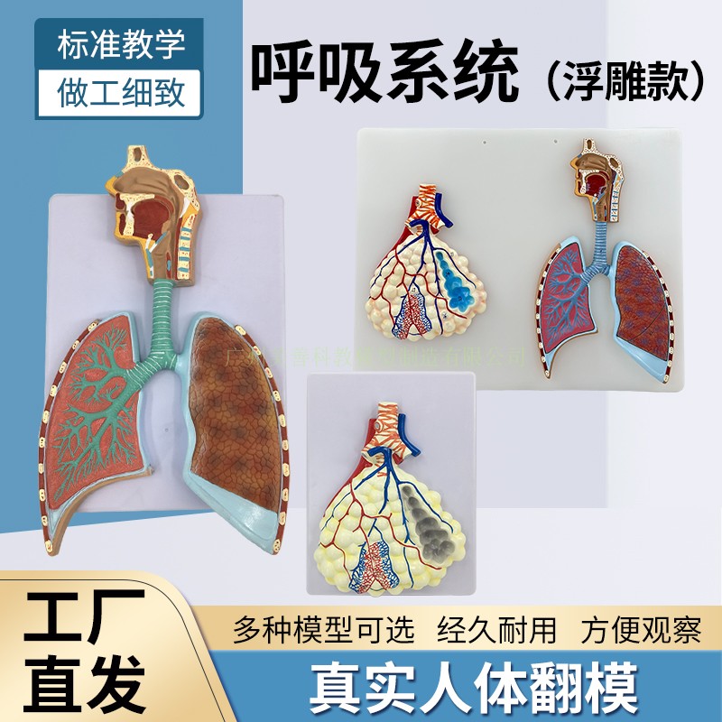人体呼吸系统肺部解剖肺泡组织鼻口腔呼吸道结构放大浮雕医学模型