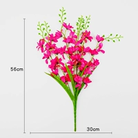 Янланский одиночный луч (Rose Red)