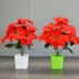 Hoa giáng sinh 7 Hoa giáng sinh đỏ nhân tạo 绢 Hoa giả hoa Giáng sinh 7 nĩa Trạng nguyên trang trí trong chậu - Hoa nhân tạo / Cây / Trái cây chậu hoa giả đẹp Hoa nhân tạo / Cây / Trái cây