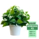 Mô phỏng cây nhựa hoa giả lá xanh trong chậu cây xanh phòng khách trang trí nội thất sàn bonsai cây hoa trang trí - Hoa nhân tạo / Cây / Trái cây bình hoa giả trang trí phòng khách