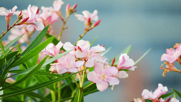 毒蠍美花丨夾竹桃 瞭解一下種植方法 淘寶海外