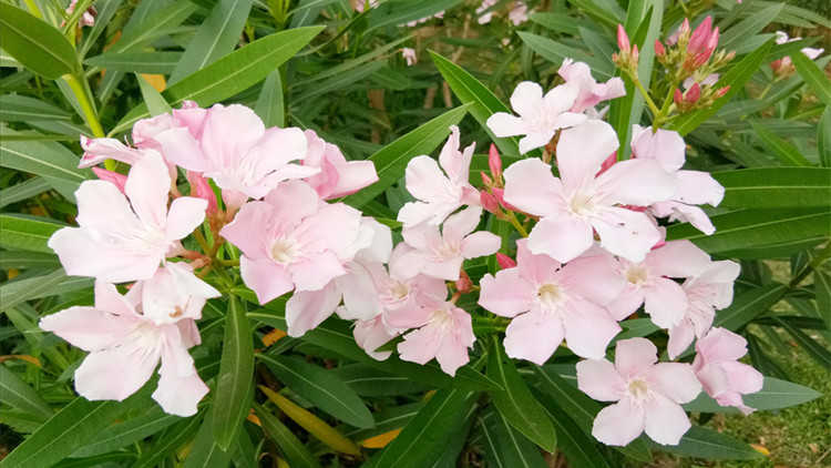 毒蠍美花丨夾竹桃 瞭解一下種植方法 淘寶海外