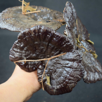 Guizhou native specialties Chinese medicinal materials wine and tea raw materials of wild black Ganoderma lucidum purple Ganoderma lucidum 100g pruning can slice