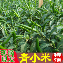 Now pick Chaotian pepper special spicy green small rice pepper Fresh devil pepper five pounds of Guizhou specialty pickled pepper chop pepper sauce raw materials