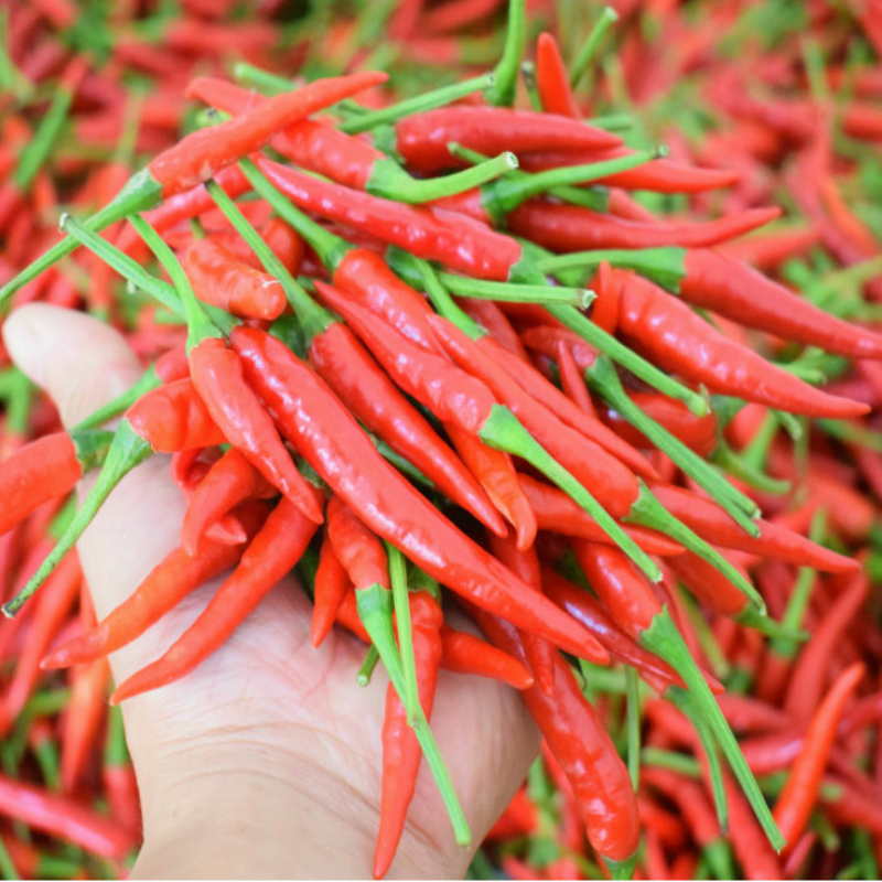 Guizhou Red Millet Pepper Fresh Chaotian Pepper 5kg Spicy Super Fragrant Shrimp Zhitian Pepper Zunyi Devil Small Pepper