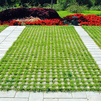 Parking lot resistant green seed imported parking terrace lawn brick special lawn grass seed not pruned all season evergreen