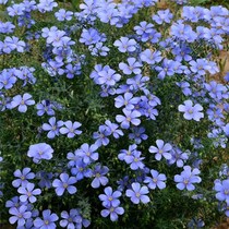 Multi-year raw sapphire blue flower subjute flower seed courtyard balcony resistant to cold and drought Four Seasons is easy to live and drought resistant