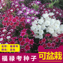 Cold-resistant flower seed Cherry Blossom Furou Fu Flower Seed Landscape Flower Sea Outdoor Terrace Easy To Live Season Embroidered Ball Flowers