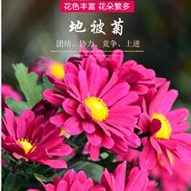 New Pint Flower Seeds Ground to Chrysanthemum Seeds Mix All Season Easy Living Room Potted Ground Chamomile Seeds Chrysanthemum Seeds