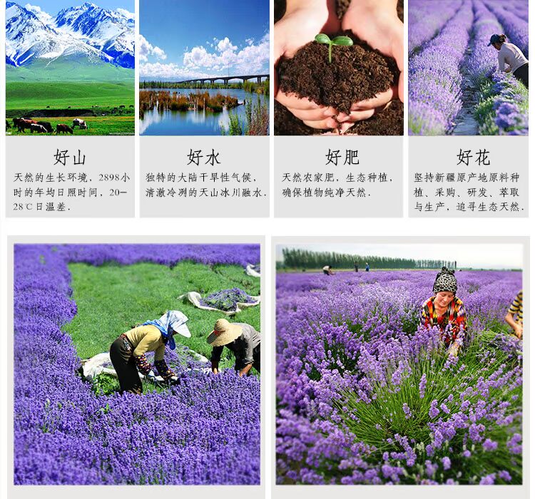 Tinh dầu oải hương Tân Cương [Purple Beauty Collection Official] 20ml Hương liệu đơn phương - Tinh dầu điều trị tinh dầu quế