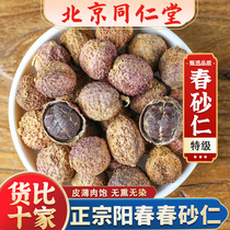 Tongrentang Zhengyang Chunchun Spring Sand Benevolent Chinese Herbal Medicine 100 gr G Yangjiang Special Production Wild Spring Sand Benevolent Fruit Tea Nourishing Stomach