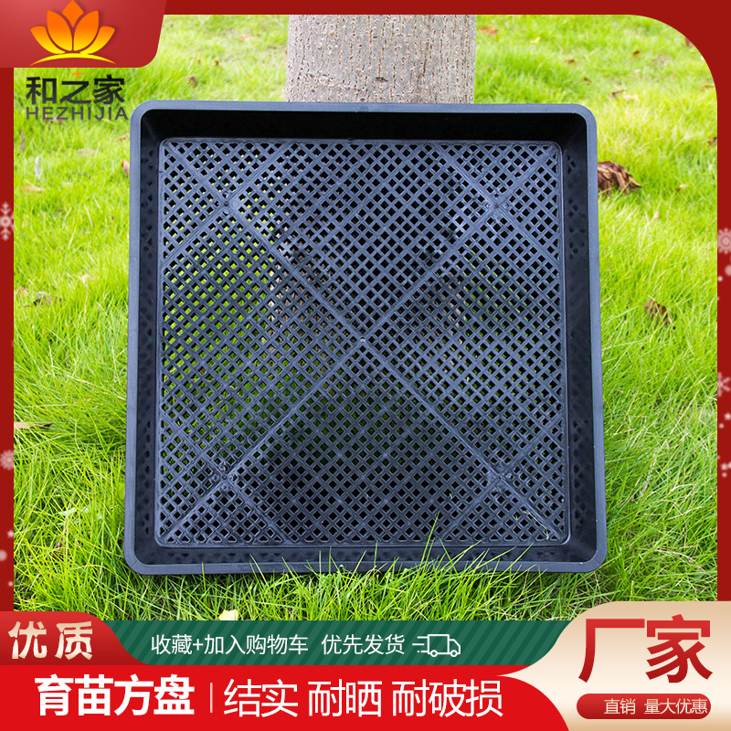 小小托盘种出大生机：室内芽苗菜的创新之旅