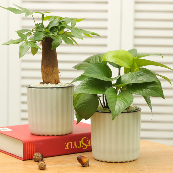 柠彩 水培绿色植物盆栽 天猫优惠券折后￥6.9起包邮（￥9.9-3）多款可选