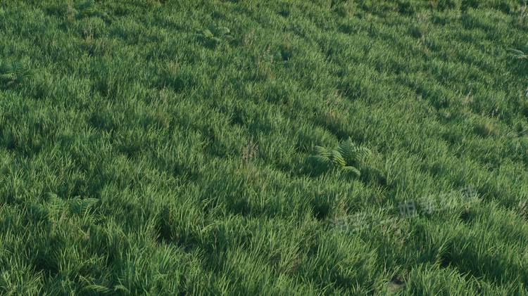 图片[21]-ropical Jungle Pack热带丛林UE4资产虚幻5植物岩石花草树木藤蔓-cg男孩