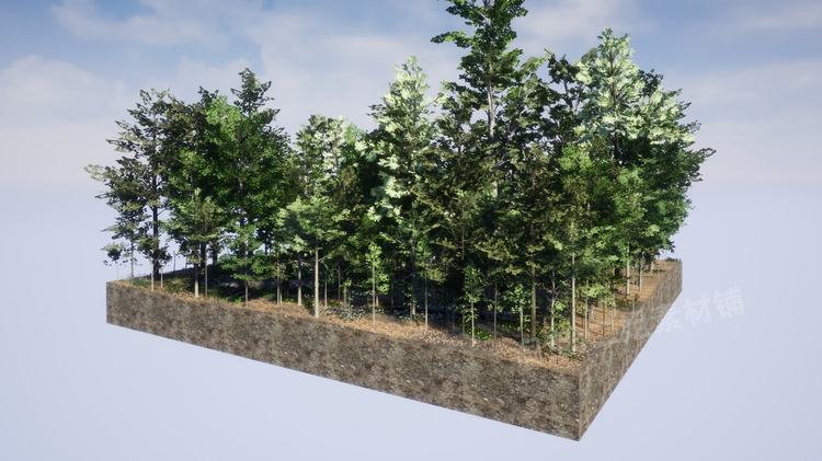 图片[9]-Northeastern US Plants and Ecosystems植物生态系统UE5环境UE4-cg男孩