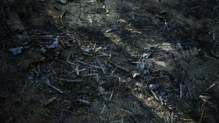 图片[16]-MW Burned Dead Trees Forest Biome燃烧森林死树枯木UE5虚幻5.1-cg男孩