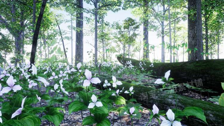 图片[2]-Northeastern US Plants and Ecosystems植物生态系统UE5环境UE4-cg男孩