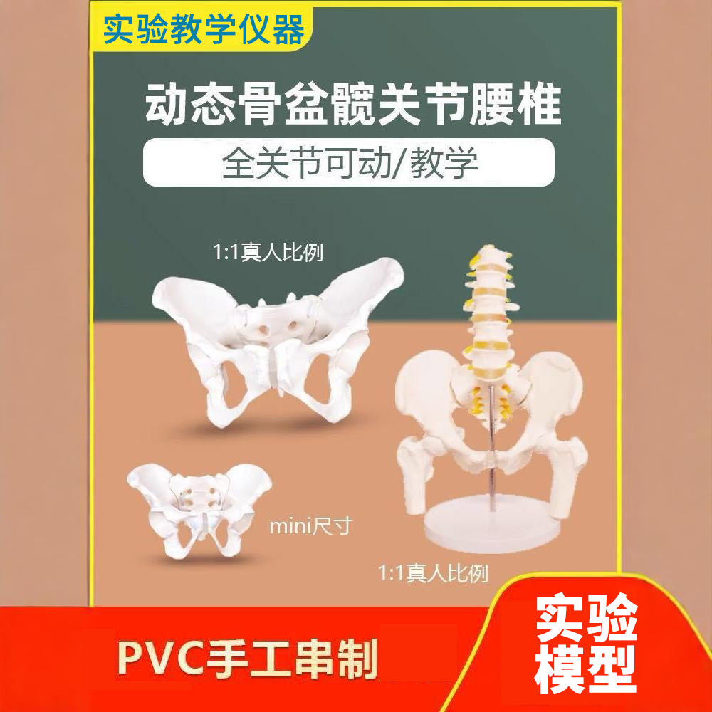1：1人体五节腰椎带骨盆股骨脊神经骨骼模型妇产科骨外科疼痛模型